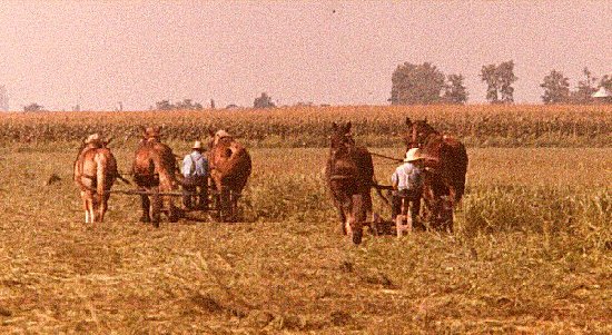 Amish in Illinois