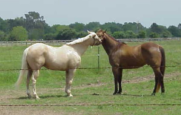 Horse